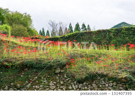 集群孤挺花 131407395