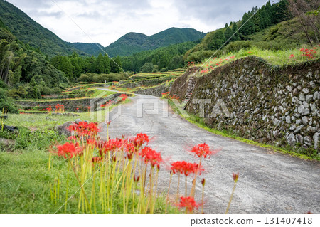 Cluster amaryllis Cluster amaryllis 131407418