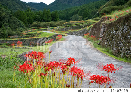 Cluster amaryllis Cluster amaryllis 131407419