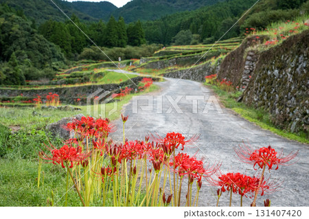 Cluster amaryllis 131407420