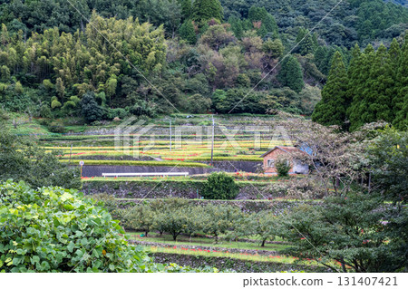 Cluster amaryllis Cluster amaryllis 131407421