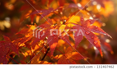 秋天的色調和太陽的葉子 秋天的色調和太陽的葉子 131407462