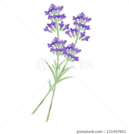 Watercolor illustration of lavender with leaves 131407601