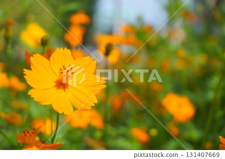 花壇裡盛開的黃色波斯菊 花壇裡盛開的黃色波斯菊 131407669