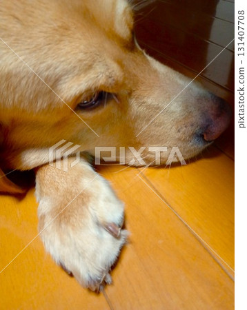 Labrador Retriever 7 relaxing at home 131407708