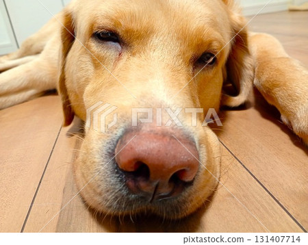 拉布拉多犬在家休息 9 131407714