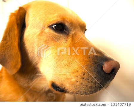 Labrador Retriever Face 6 Labrador Retriever Face 6 131407719