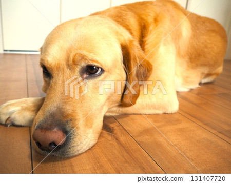 Labrador retriever relaxing at home 1 Labrador retriever relaxing at home 1 131407720