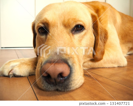 Labrador Retriever 6 relaxing at home Labrador Retriever 6 relaxing at home 131407721