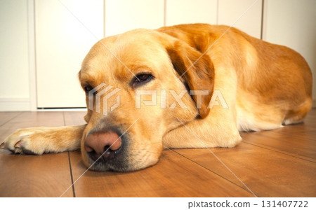 Labrador retriever relaxing at home 5 Labrador retriever relaxing at home 5 131407722