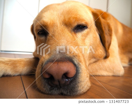Labrador retriever relaxing at home 4 Labrador retriever relaxing at home 4 131407723