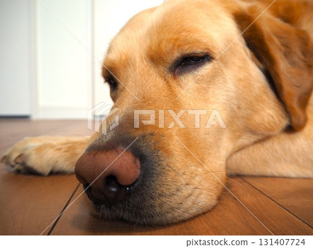 Labrador retriever relaxing at home 3 131407724