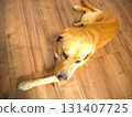 Labrador retriever relaxing at home 2 131407725
