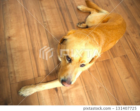 Labrador retriever relaxing at home 2 Labrador retriever relaxing at home 2 131407725