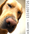 Labrador Retriever Face 5 131407726
