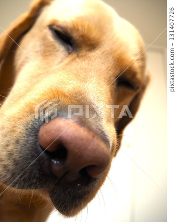 Labrador Retriever Face 5 Labrador Retriever Face 5 131407726