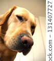 Labrador Retriever Face 4 131407727