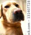 Labrador Retriever Face 3 131407728