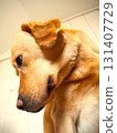 Labrador Retriever Face 2 131407729