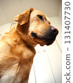Labrador Retriever Face 1 131407730