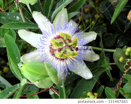 花壇花卉:攀緣花卉、鐘藤花卉:梅雨季節至夏季開放的花卉。 花壇花卉:攀緣花卉、鐘藤花卉:梅雨季節至夏季開放的花卉。 131407881