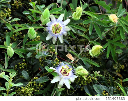 花壇花卉：攀緣花卉、鐘藤花卉：梅雨季節至夏季開放的花卉。 131407883