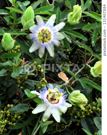 花壇花卉：攀緣花卉、鐘藤花卉：梅雨季節至夏季開放的花卉。 131407884