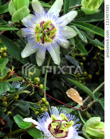 Flowers in flower beds: climbing flowers, clock vine flowers: flowers that bloom from the rainy season to summer. Flowers in flower beds: climbing flowers, clock vine flowers: flowers that bloom from the rainy season to summer. 131407885