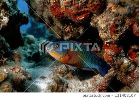 Vibrant parrotfish feeding on coral in a colorful reef Vibrant parrotfish feeding on coral in a colorful reef 131408107
