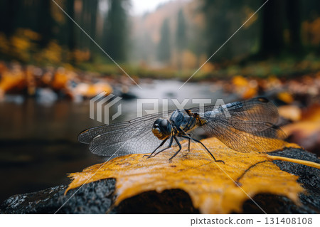 Dragonfly resting on a leaf by a serene forest stream 131408108