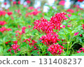 Red flowers of the Rubiaceae shrub Pentas 131408237