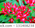 Red flowers of the Rubiaceae shrub Pentas 131408238