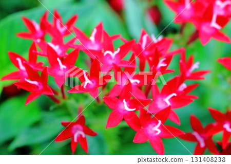 Red flowers of the Rubiaceae shrub Pentas 131408238