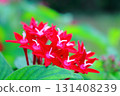 Red flowers of the Rubiaceae shrub Pentas 131408239