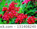 Red flowers of the Rubiaceae shrub Pentas 131408240
