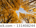 Autumn leaves ginkgo bunched trees 131408244