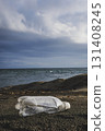 Plastic bottle thrown away on the shore 131408245