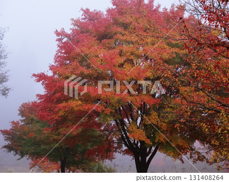 Bright red autumn leaves 131408264