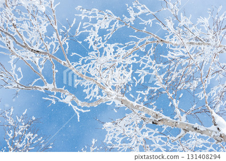 A tree shining in the blue sky A tree shining in the blue sky 131408294