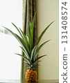 室內種植菠蘿 131408574