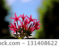 Pink flowers of the Rubiaceae shrub Pentas [Sky background] 131408622