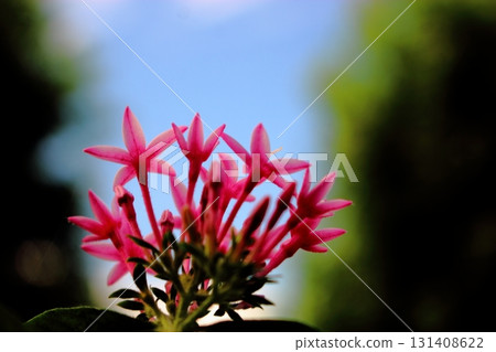 Pink flowers of the Rubiaceae shrub Pentas [Sky background] 131408622