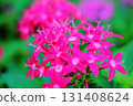 Pink flowers of the Rubiaceae shrub Pentas 131408624