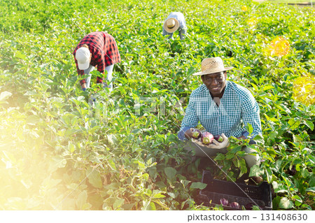 Cheerful african american horticulturist harvesting eggplants on farm field 131408630