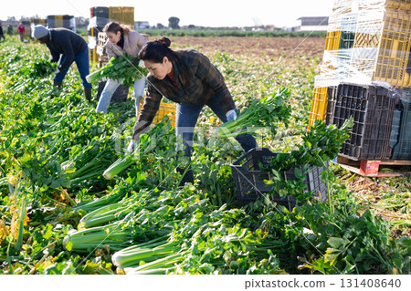 Asian woman with team of farm workers arranging crop of ripe celery in boxes on field 131408640
