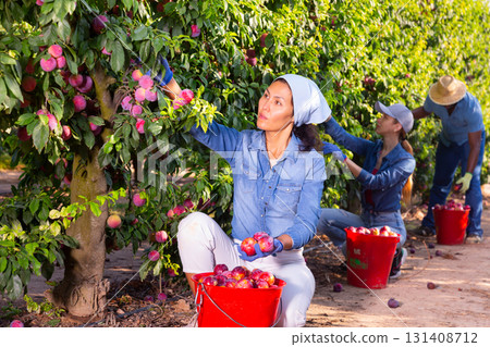 Woman farmer picks ripe plums in the garden. Harvesting plums in orchard 131408712