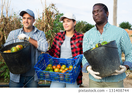 Successful horticulturists loading buckets with harvested tomatoes into truck Successful horticulturists loading buckets with harvested tomatoes into truck 131408744