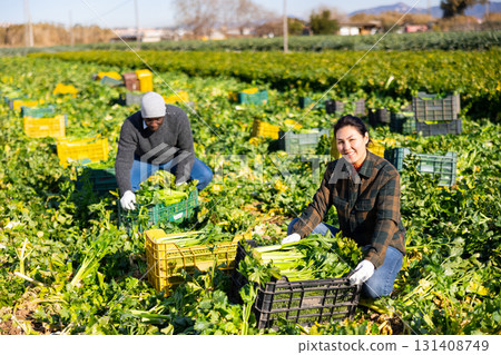 Happy Asian female farmer harvesting celery on vegetable plantation 131408749
