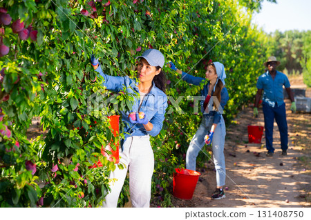 Woman farmer picks ripe plums in the garden. Harvesting plums in orchard 131408750