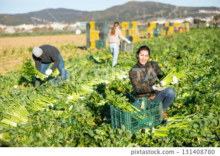 Portrait of female farmer standing on celery plantation with ripe vegetables in hands during harvest 131408780